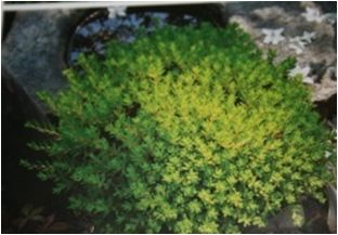 돌나물(돌나물과)